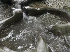 -成都市活水公园