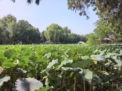 -莲池书院博物馆