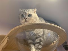 -猫咪派对(江南西店)