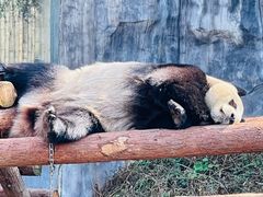 -红山森林动物园