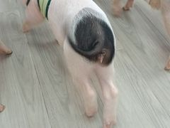 -猪盟咖啡店(玖洲道店)