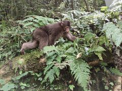 -西岭雪山大飞水景区