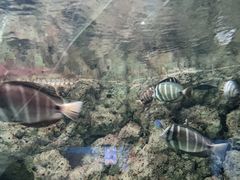-厦门海底世界