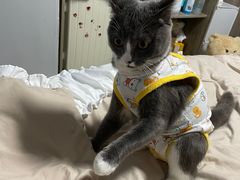 -灵美宠物诊所