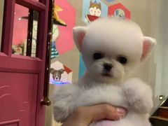 -MOLLY'S萌宠生活馆