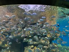 -沙沙哗啦海洋馆(华宇百花谷店)