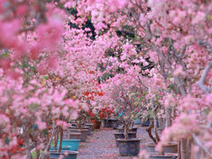 -莲花山公园
