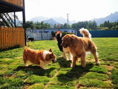 -趣玩宠物乐园寄养训犬训狗游泳池