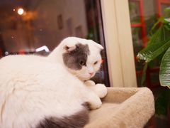 -猫小院猫主题餐厅(南锣旗舰店)