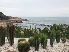 -广东惠东海龟国家级自然保护区