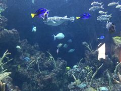 -西雅图水族馆