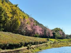 -腾冲北海湿地