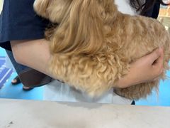 -宠颐生宠物医院·异宠猫科内科·诊疗中心宠巢店