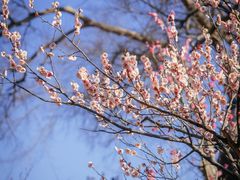 -梅花山(明孝陵内)