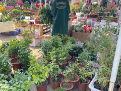 -中环花鸟鱼虫市场