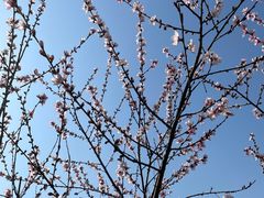 -桃花岭景区