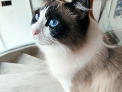 -Catmate·猫肥家润(金润铂宫店)