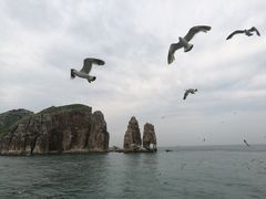 -长岛万鸟岛