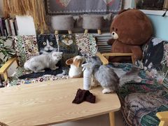 -平行世界·猫咖(首经贸店)