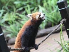-普洱太阳河森林公园