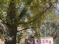 -三里屯东五街银杏大道