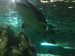 -悉尼海洋生物水族馆