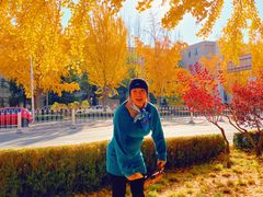 -三里屯东五街银杏大道