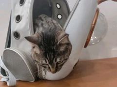 -芭比堂动物医院·CT·微创中心(新顺分院)