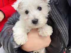 -翊宠yipet猫狗购宠庄园犬舍•猫舍