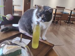 -有猫主题·治愈系猫咖(曾厝垵店)