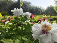 -莲花池公园