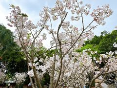 -观澜湖生态运动公社