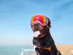 -超宠爱宠物摄影-Super pet