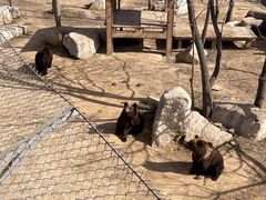 -石家庄市动物园