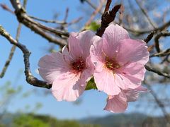 -天适樱花悠乐园
