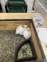 -神奇动物撸宠馆·羊驼·小浣熊·异宠(豫园店)
