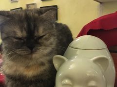 -猫色咖啡·猫咖