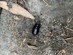 -碓臼峪自然风景区