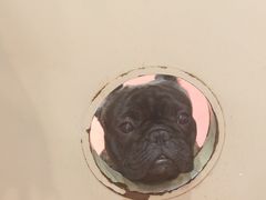 -和它·交个朋友·狗咖猫咖(爱琴海店)
