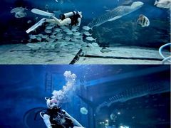 -烟台海昌鲸鲨海洋公园