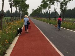 -上海长兴岛郊野公园