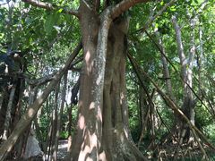 -中国科学院西双版纳热带植物园
