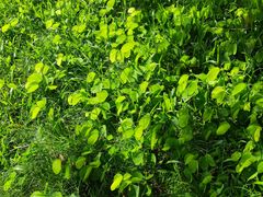 -南国桃园旅游度假区