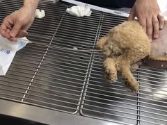 -爱侣宠医·鹦鹉专科·小型哺乳类·异宠专科(灵石路店)