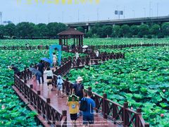 -荷塘月色湿地公园·向阳花洲