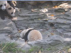 -都江堰中华大熊猫苑