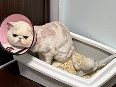 -唐小姐の猫狗洗护·购宠旗舰店(周浦万达店)