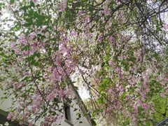 -深圳国际园林花卉博览园