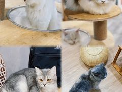 -楼上猫咖(罗湖店)