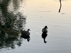 -滕州微山湖红荷湿地景区